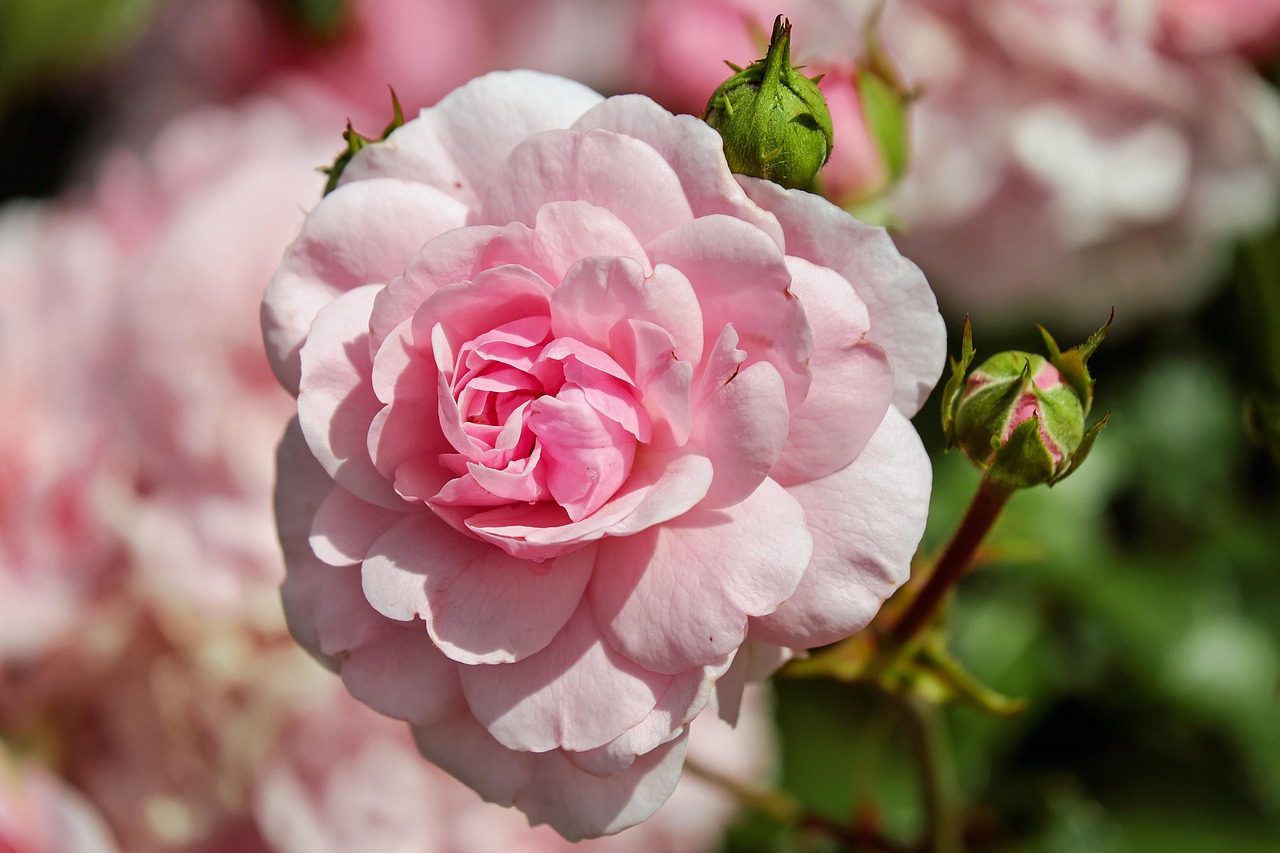 Read more about the article Growing Nostalgic Old Roses In Your Garden